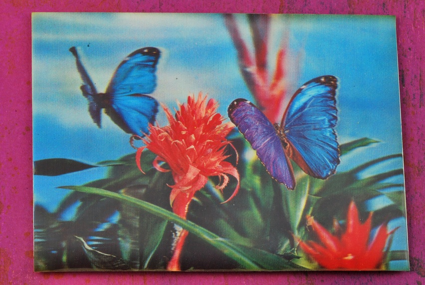 Postcard 1960's 3D Butterflies and Flowers Made in Japan